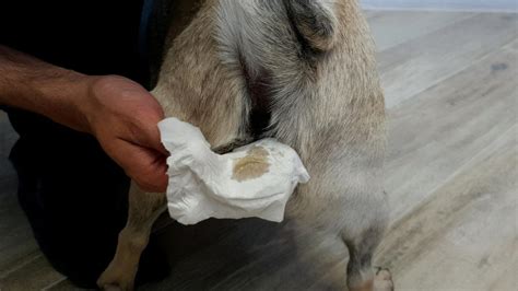 yellow liquid leaking from dogs bum|Anal Sac Disease in Dogs